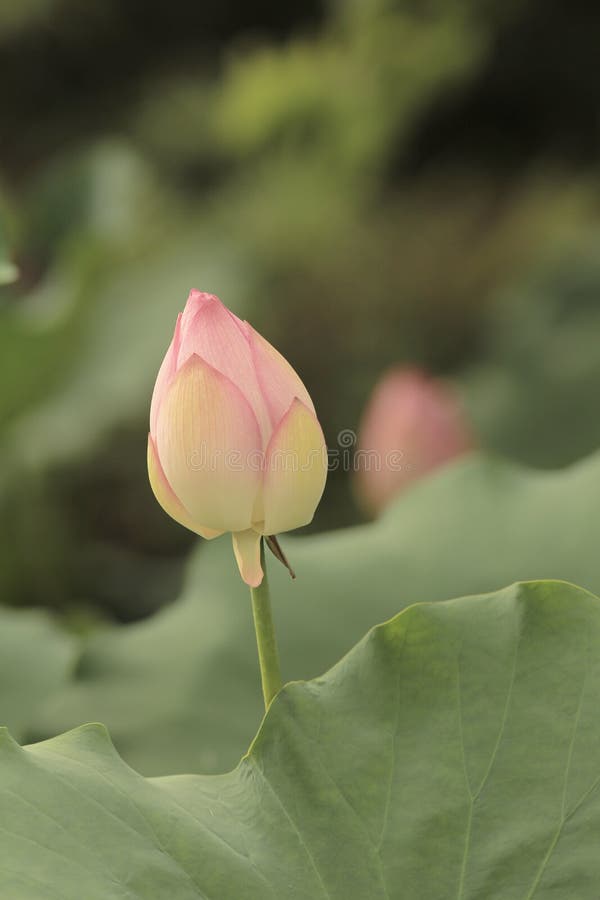 Lotus-bloem en Lotus-bloeminstallaties stock foto Lotus-bloem en Lotus-bloeminstallaties stock foto