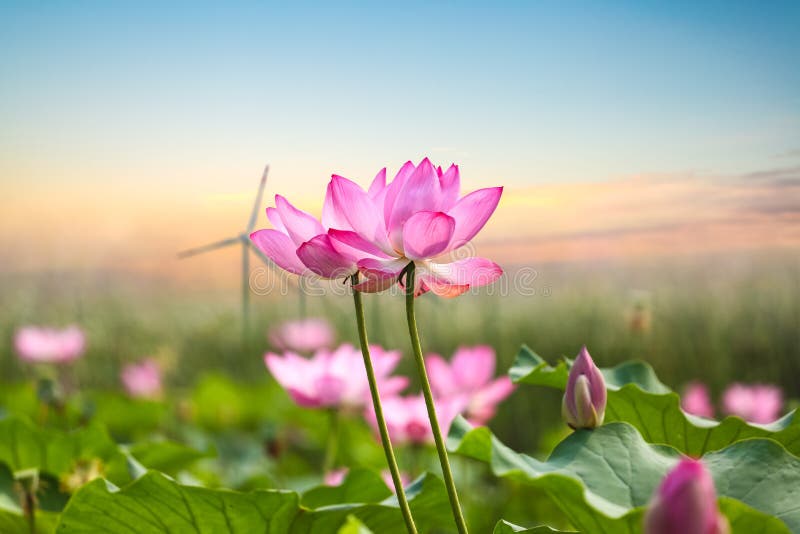 Lotus blomma med vindlantgården i solnedgång arkivfoto Lotus blomma med vindlantgården i solnedgång arkivfoto