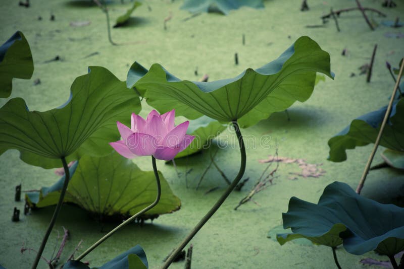 Lotus bloom in summer stock photo. Image of asia, blooming 37762728