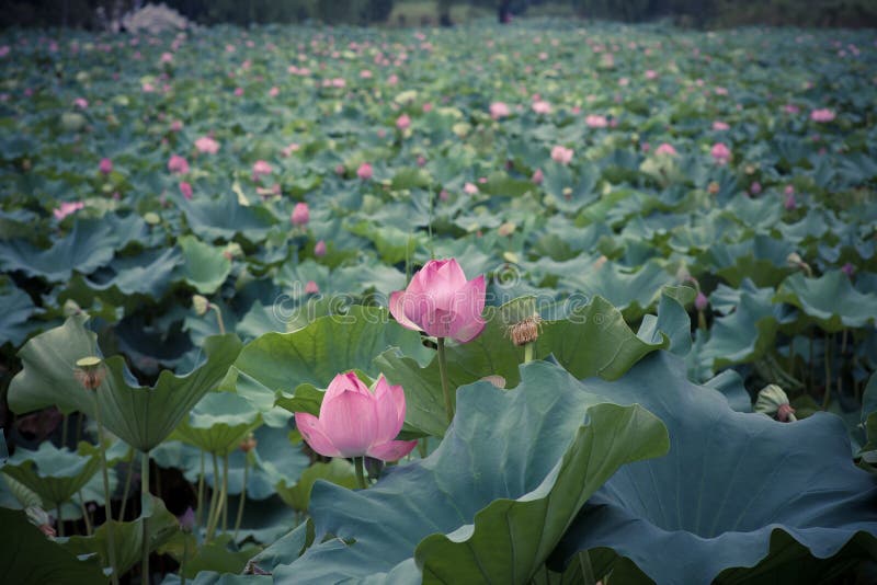 Lotus bloom in summer stock image. Image of dusk, blooming 40880379