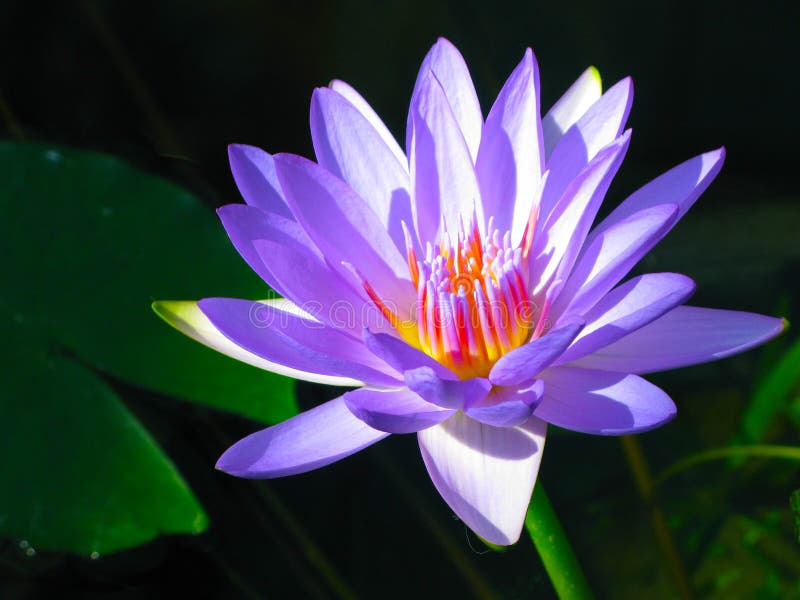 Lotus blooming at night stock image. Image of stamens