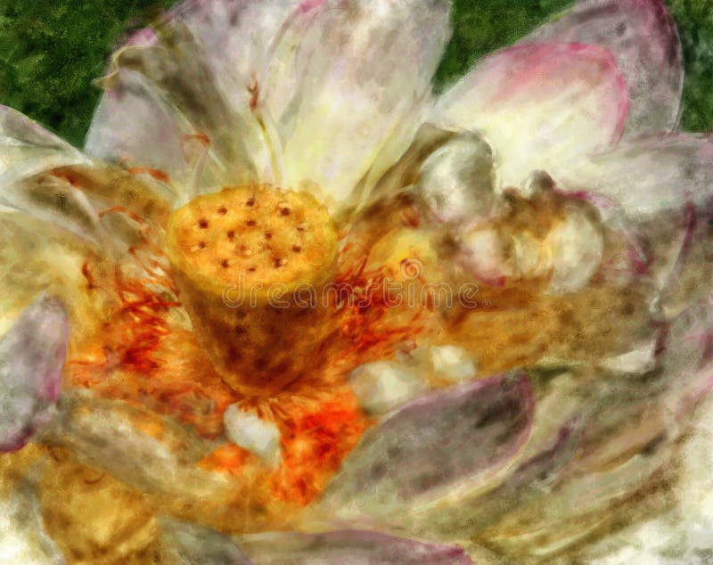 Lotus Blossom stock illustration. Illustration of beauty 13750397