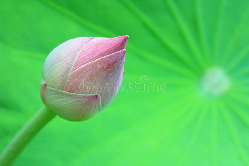 Lotus blossom