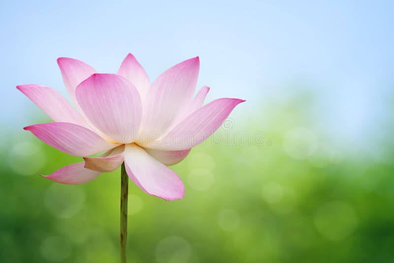 Lotus blossom