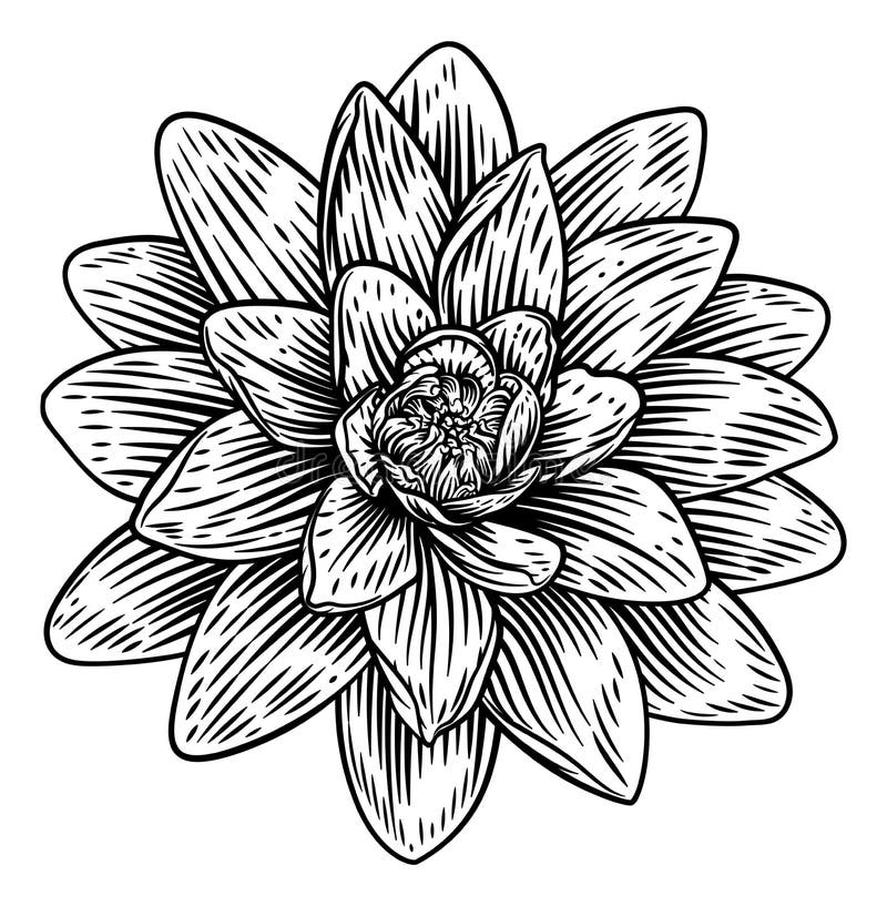 Lotus-Blume Holzschnitt Wasser Lilly graviert Etching