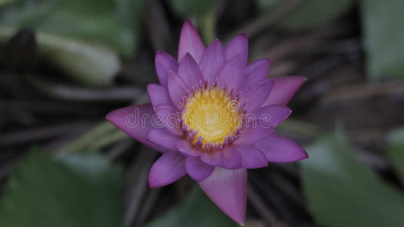 Lotus-Blume im Wasser stockfoto Lotus-Blume im Wasser stockfoto