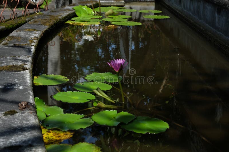 Lotus-Blume, ist eine Blume, die im Wasser w?chst in etwas Mythologien und in Glauben sind heilige Blumen stockbild Lotus-Blume, ist eine Blume, die im Wasser w?chst in etwas Mythologien und in Glauben sind heilige Blumen stockbild