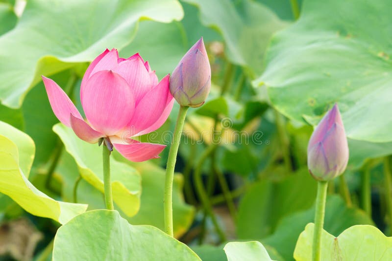 Lotus-Blume und -knospe