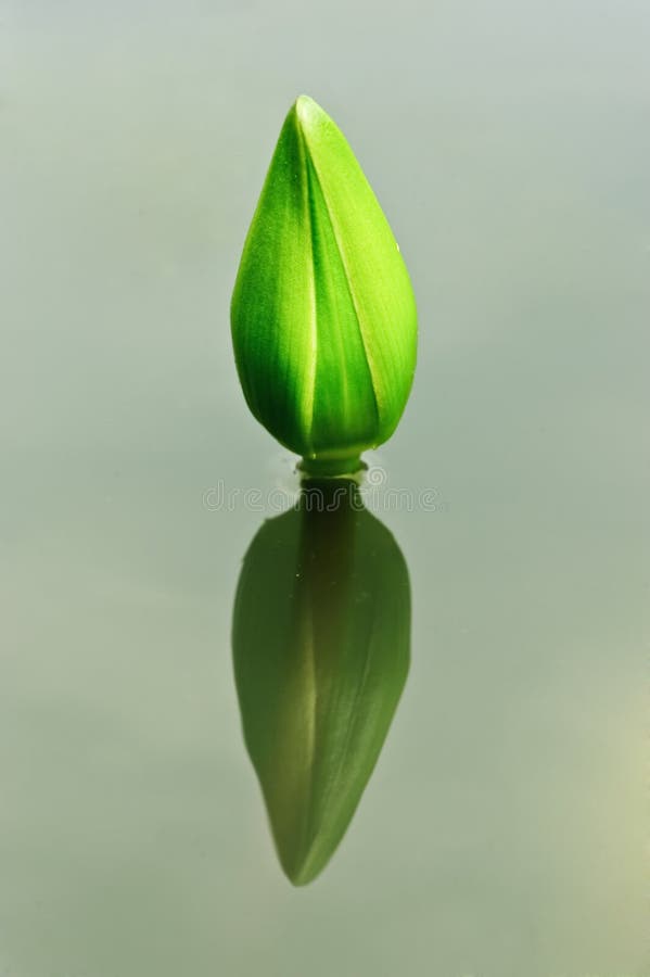 Lotus bud