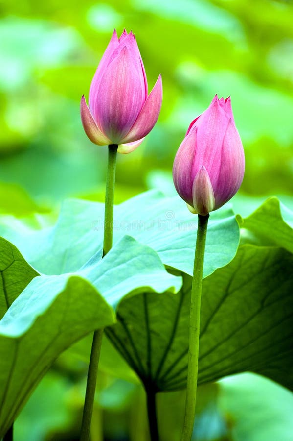 Lotus bud