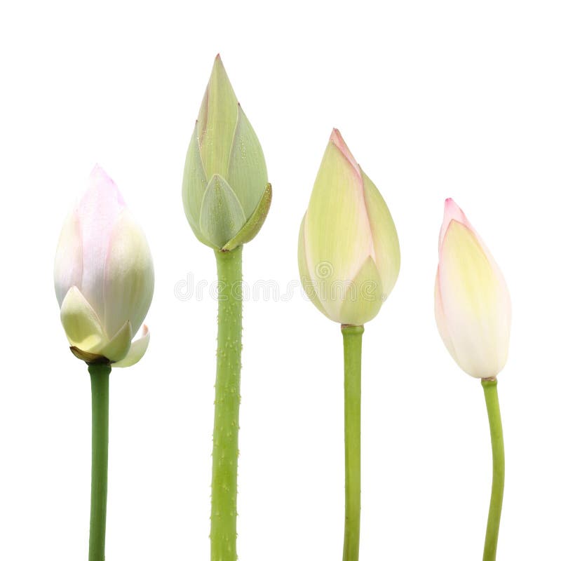 Lotus buds