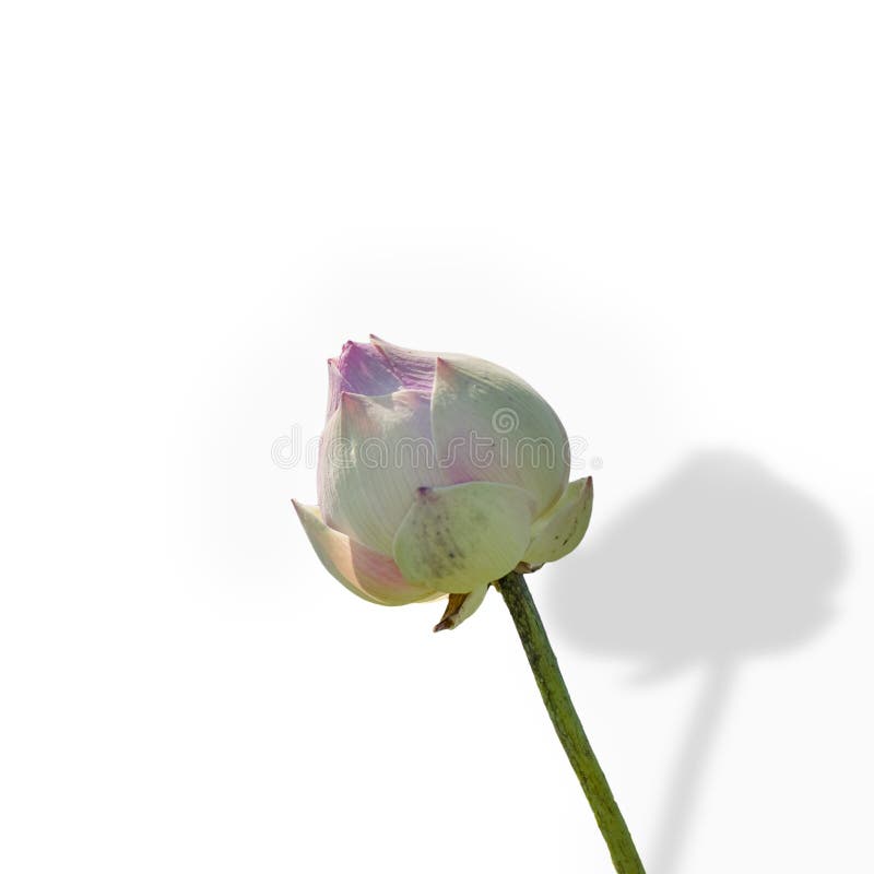 The Lotus Buds are Not yet Bloomming Isolated on White Stock Image