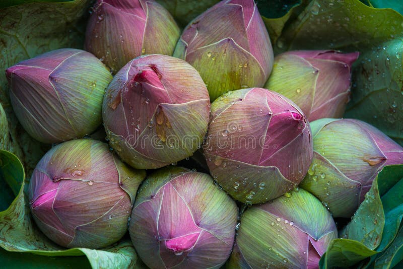 Lotus bulb and leaf stock image. Image of relax, asian 21645847