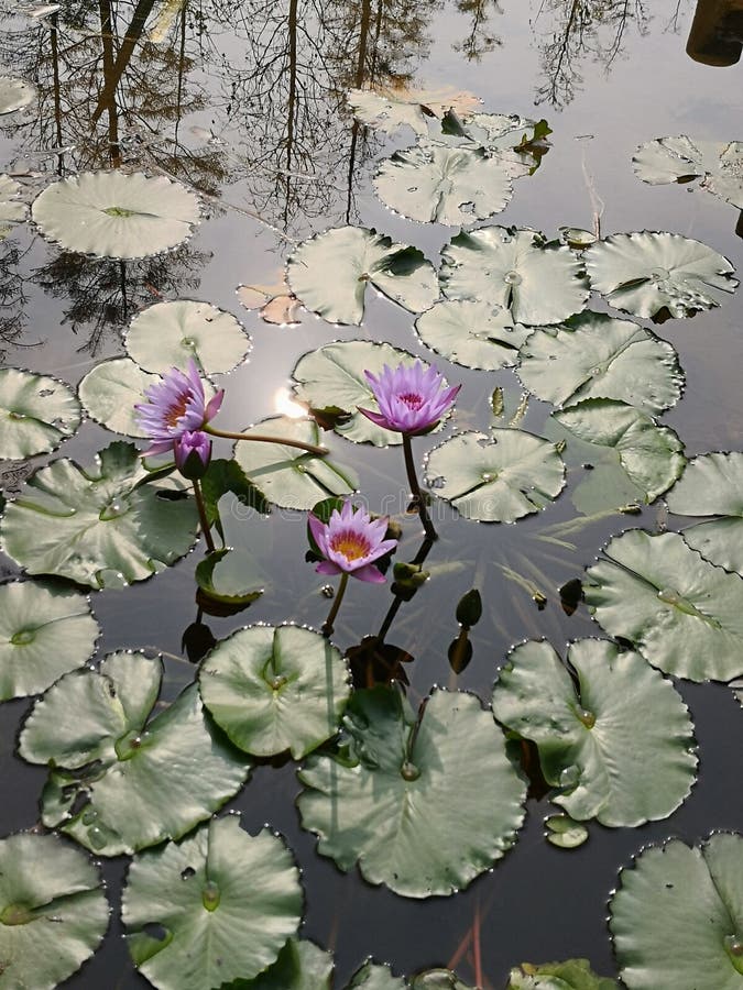 Lotus mud stock image. Image of beautiful, bali, gardens 57512955
