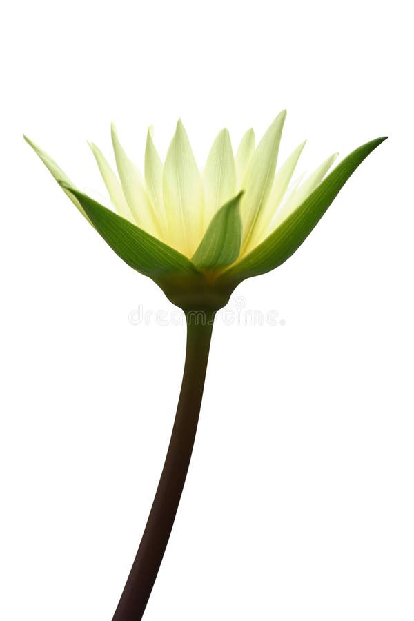 Lotus d'isolement sur le blanc photo libre de droits