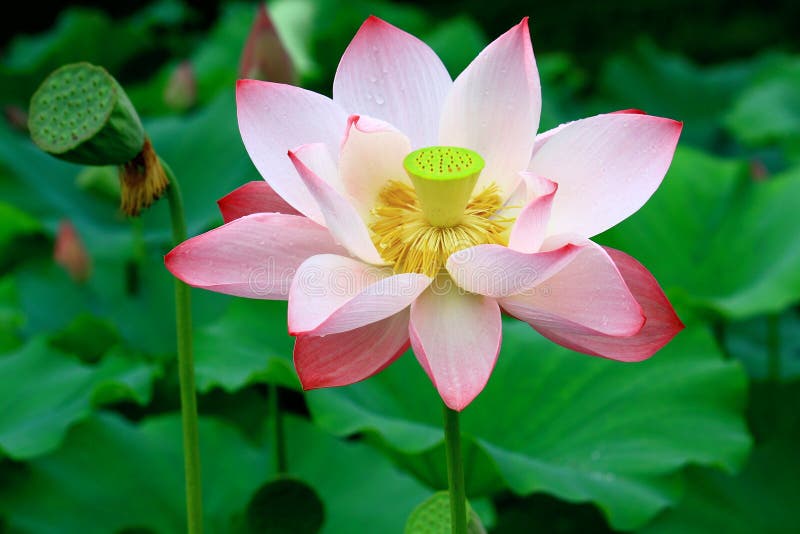 A lotus flower blooming in summer. A lotus flower blooming in summer