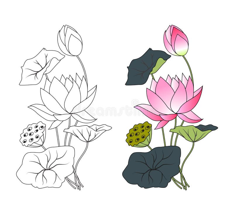 Lotus de floraison, colorant illustration libre de droits Lotus de floraison, colorant illustration libre de droits