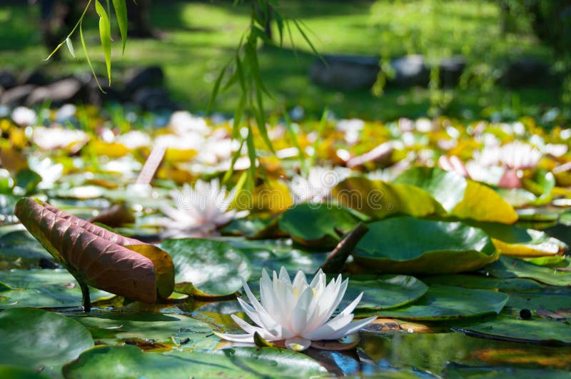 Lotus de floraison, fleur de nénuphar Scène d'étang de jardin, lac photos stock Lotus de floraison, fleur de nénuphar Scène d'étang de jardin, lac photos stock