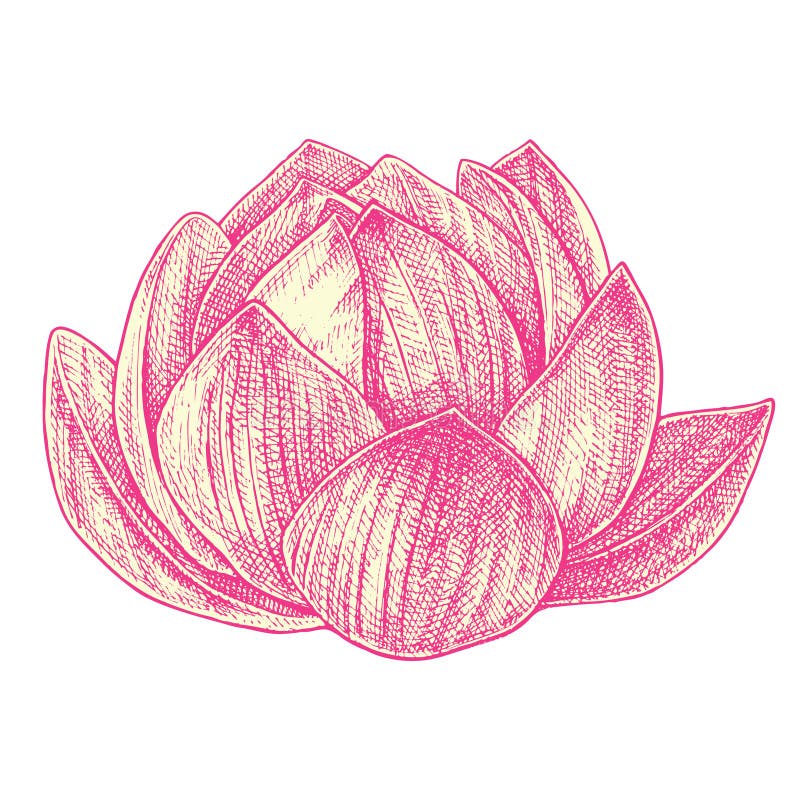 Lotus Drawing 003 stock vector. Illustration of lotus 270268667