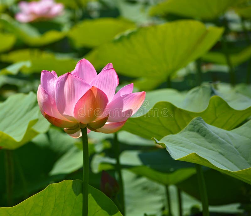 Lotus - el alcohol brillante y claro, no conforme a cualquier suciedad o légamo fotografía de archivo Lotus - el alcohol brillante y claro, no conforme a cualquier suciedad o légamo fotografía de archivo