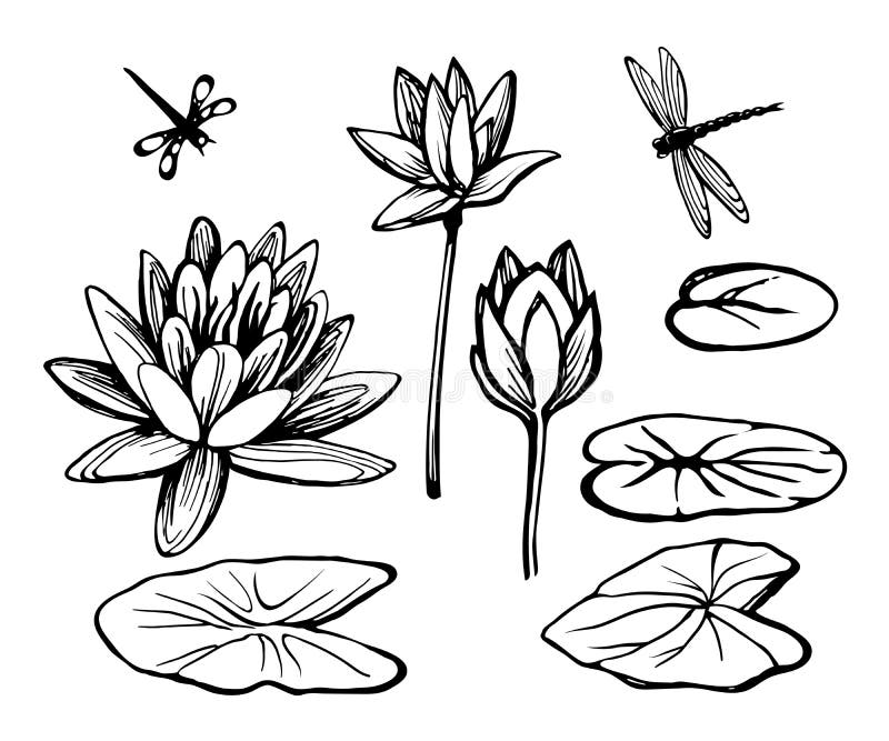 Dessin Aquatique De Nénuphar (lotus) Et De Libellule Illustration Stock