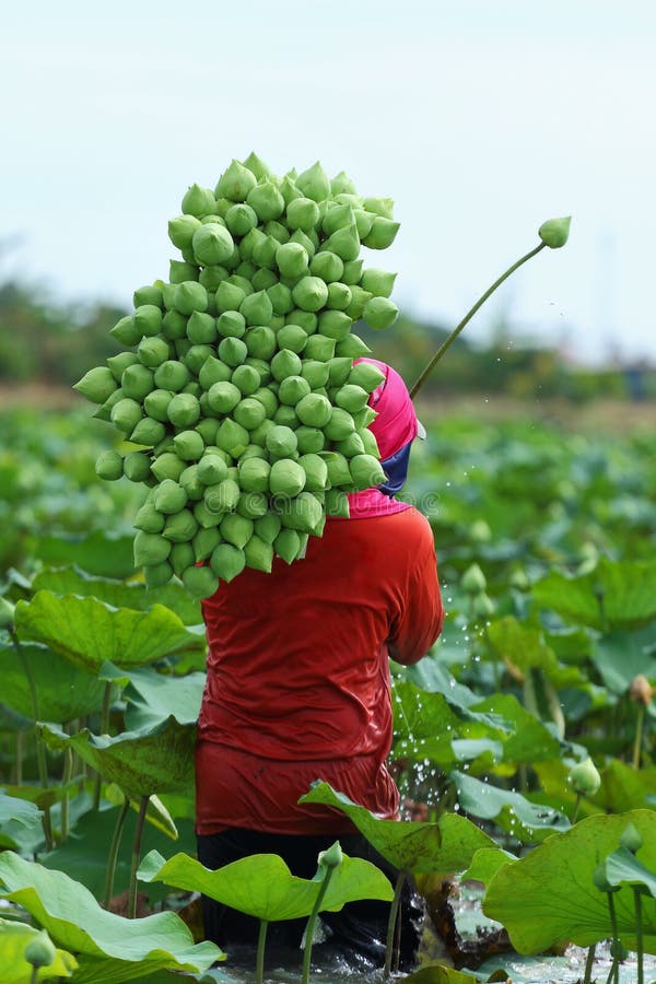 golden lotus work order farm golden lotus work order farm