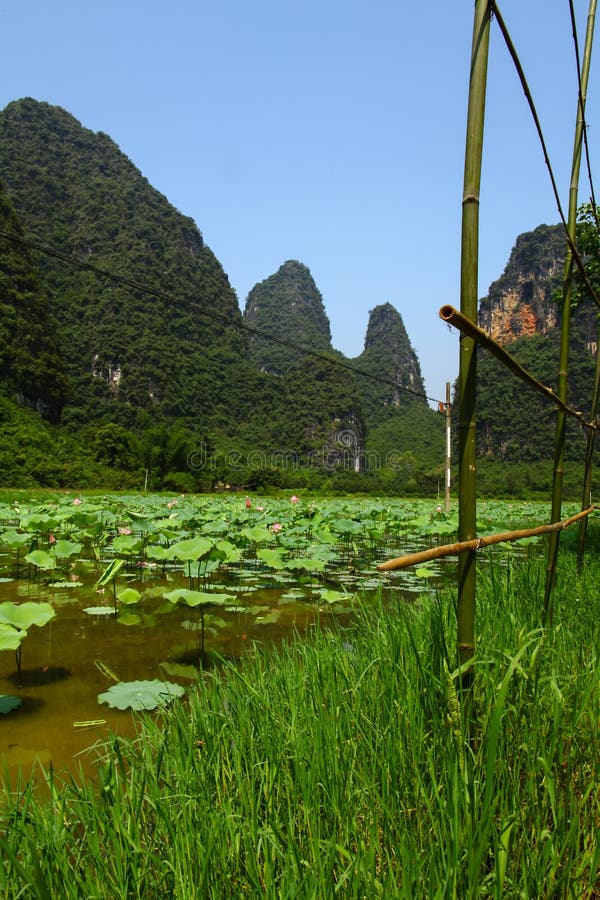 golden lotus farm? golden lotus farm?
