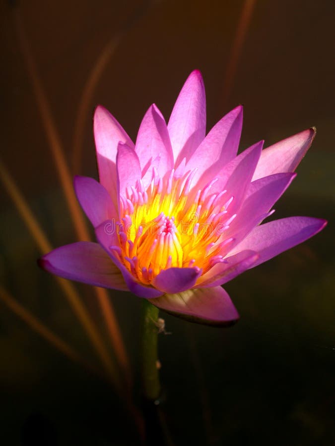 Lotus flower 02 stock photo. Image of close, blossom, lotus 1805594