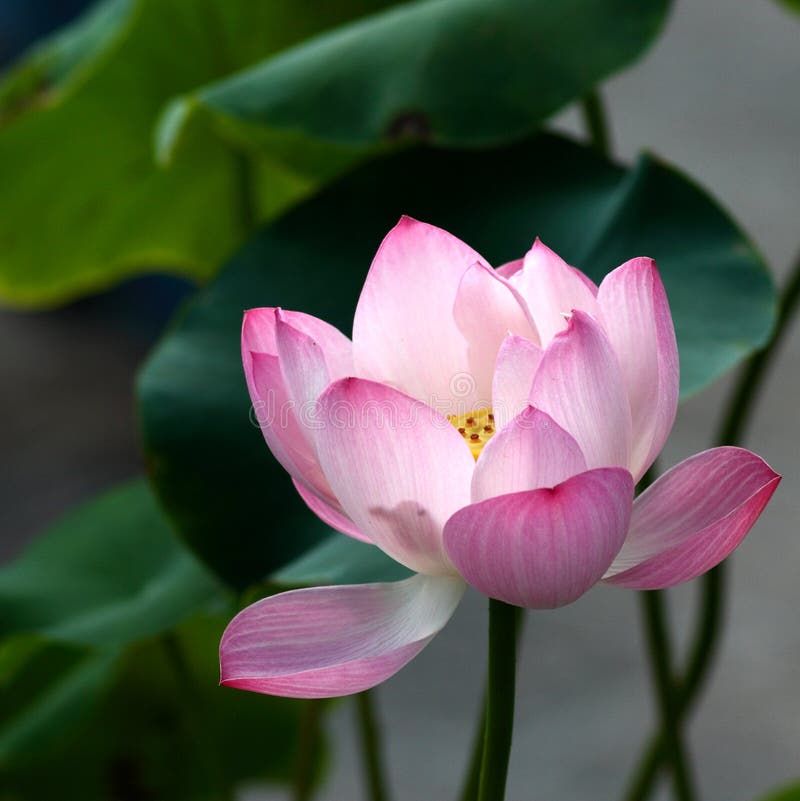 Lotus flower