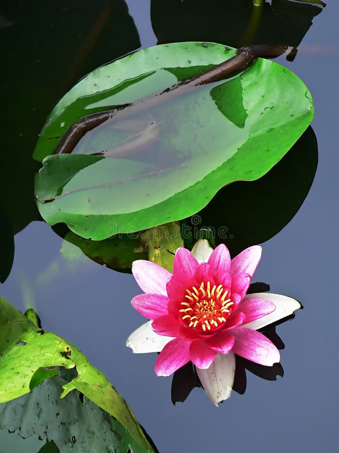 Baby lotus stock image. Image of river, pond, garden, wild 901695