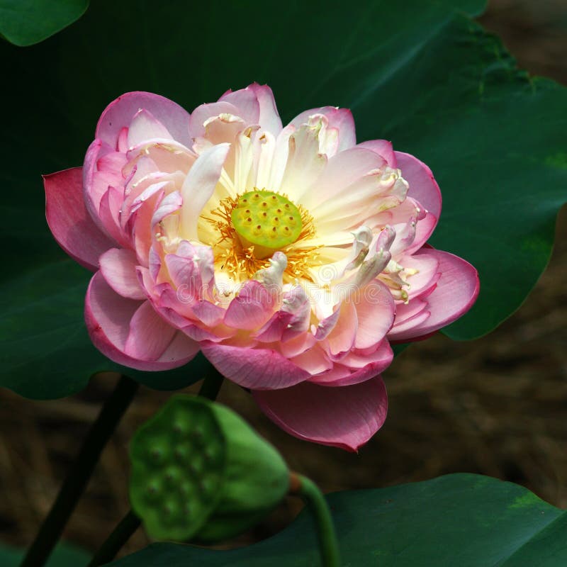 Lotus flower