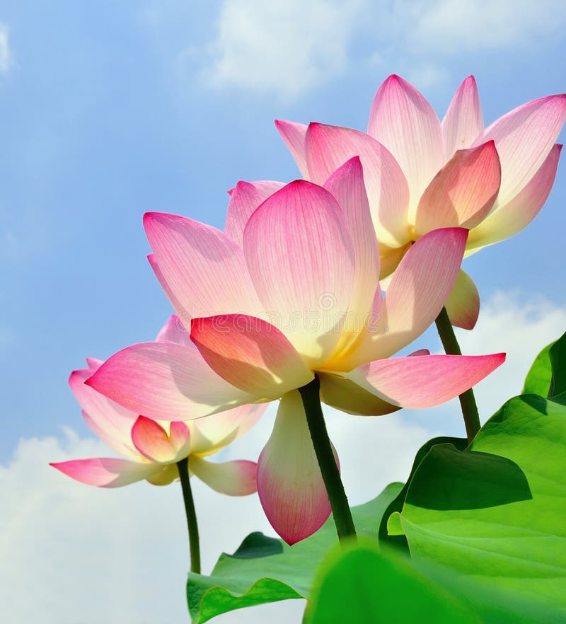 LOTUS FLOWER stock image. Image of blue, head, objects 15152529