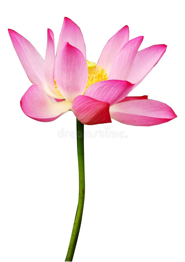 Bamboo and lotus flower stock image. Image of plant, green 15810513