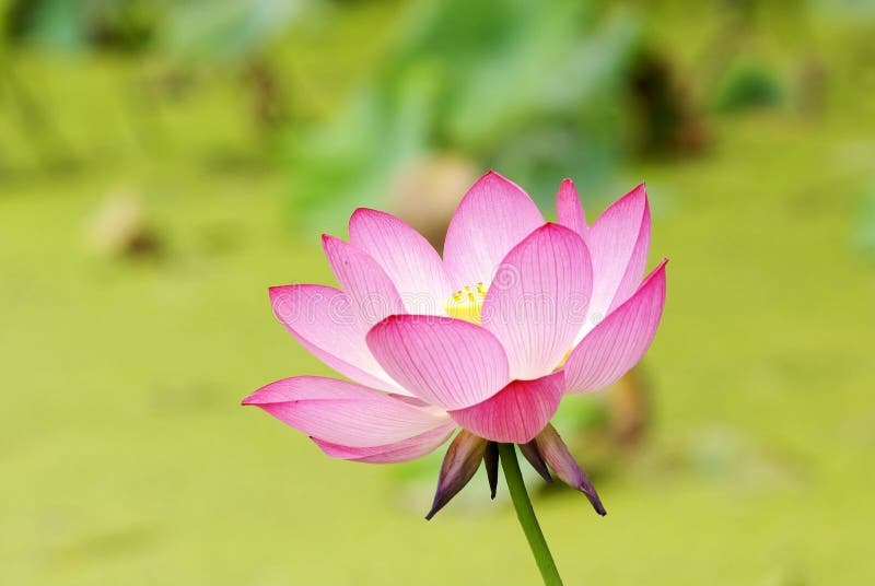 Lotus flower stock photo. Image of fresh, lily, lotus 15182122