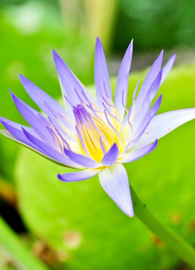 Lotus flower