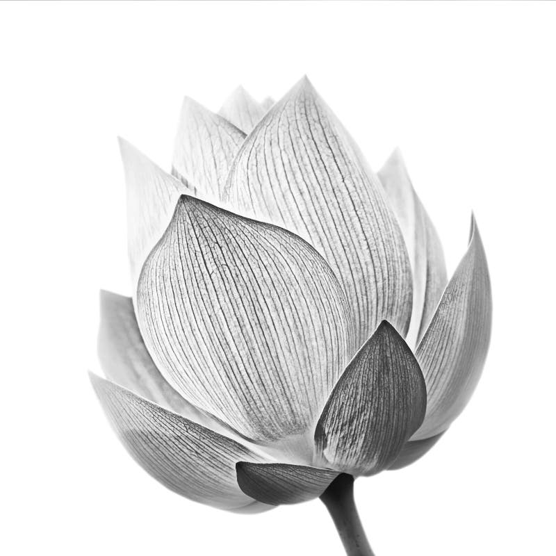 Lotus flower royalty free stock image