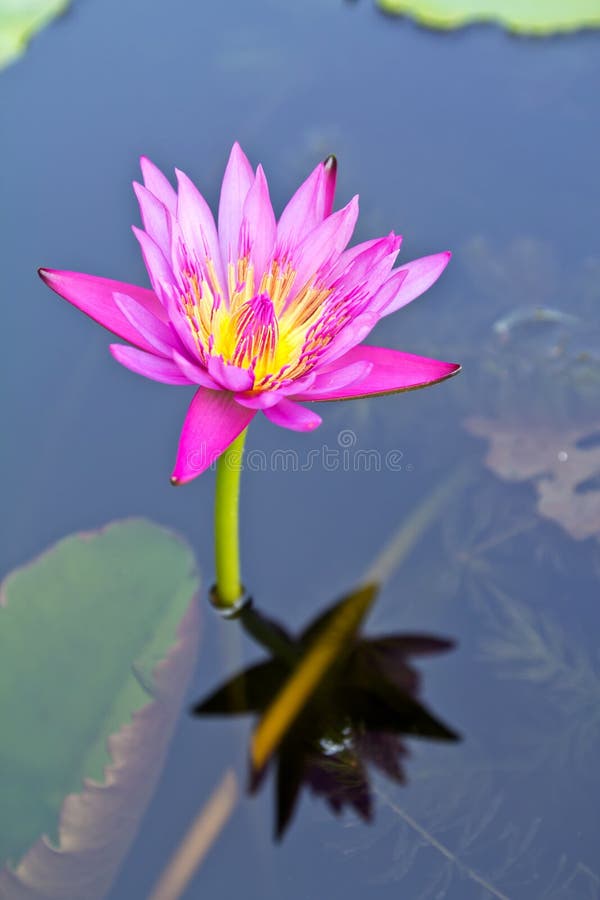 Lotus flower