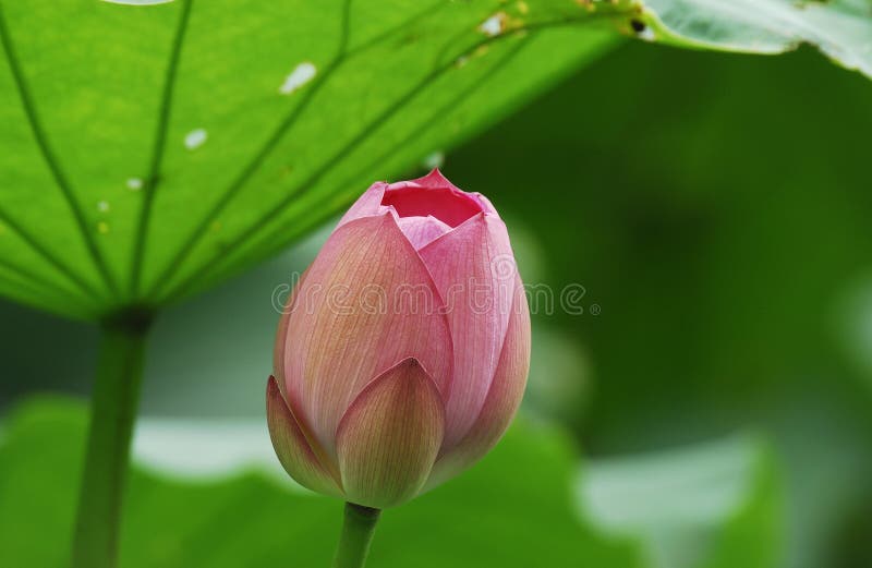 Lotus flower