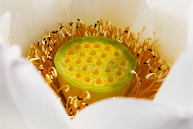 Lotus flower