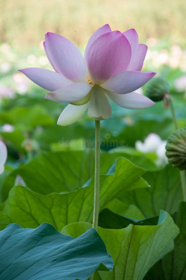 Fiore di Loto fotografia stock libera da diritti