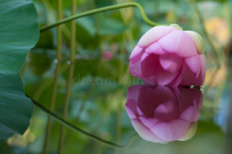 Fiore di Loto fotografie stock libere da diritti