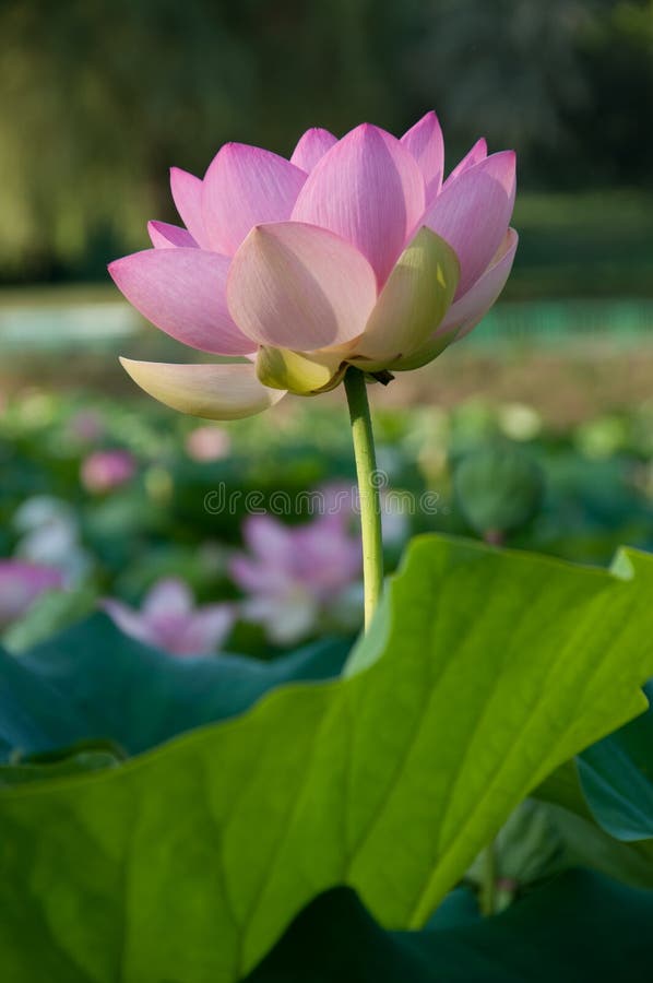 Fiore di Loto immagini stock