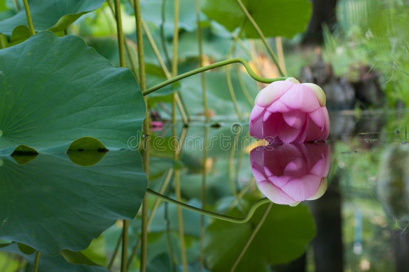 Lotus Flower immagine stock libera da diritti