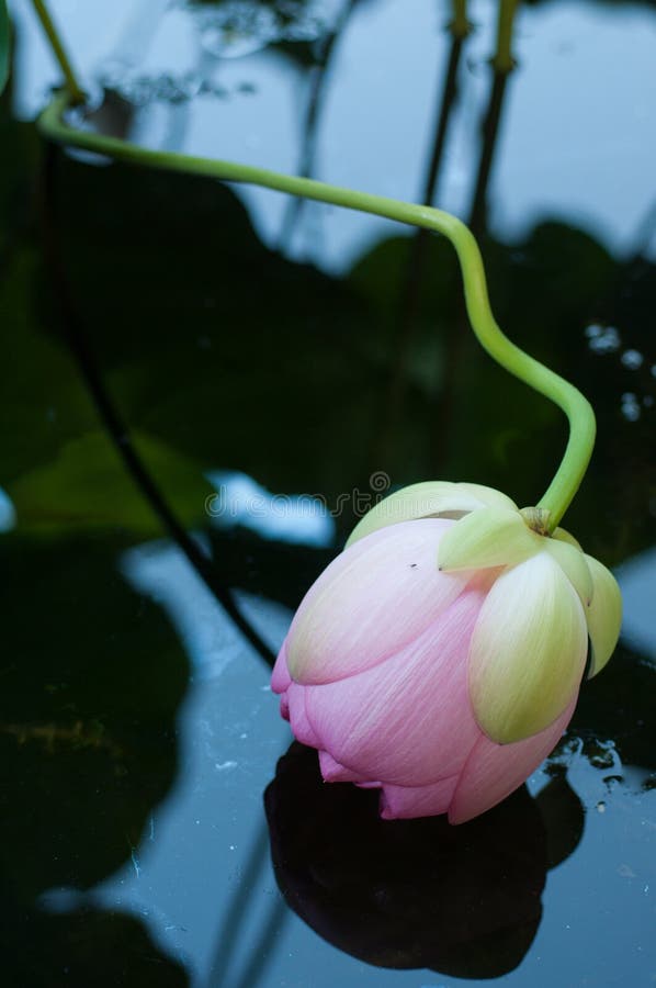 Lotus Flower fotografie stock libere da diritti