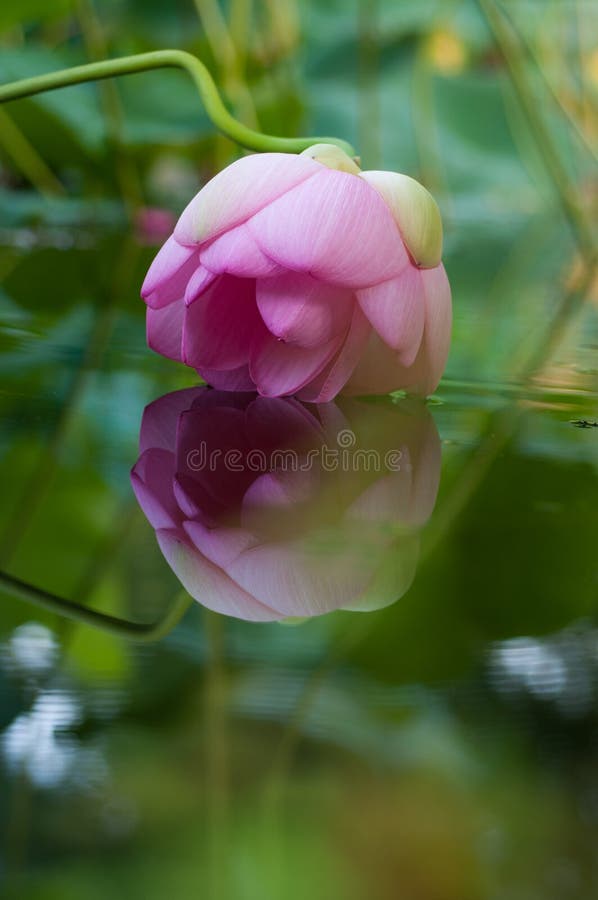 Fiore di Loto immagine stock