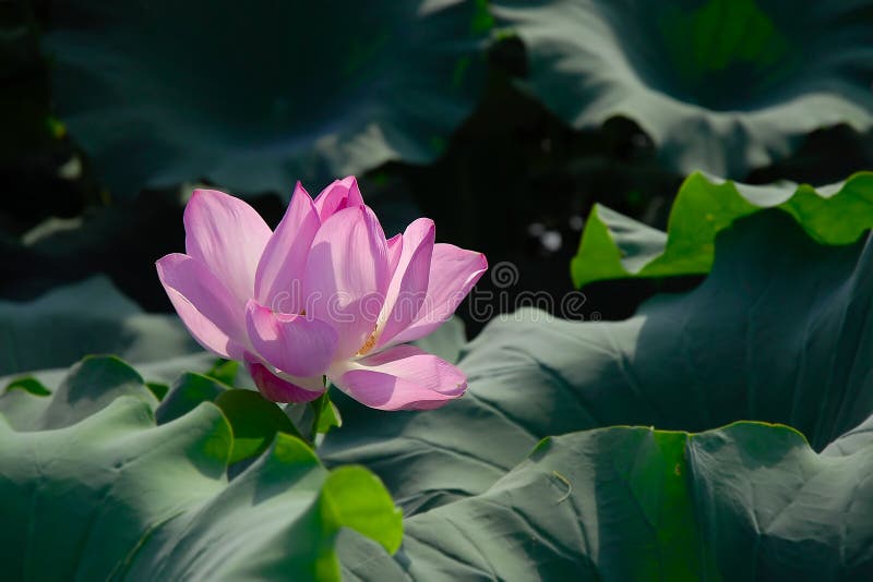 Lotus flower