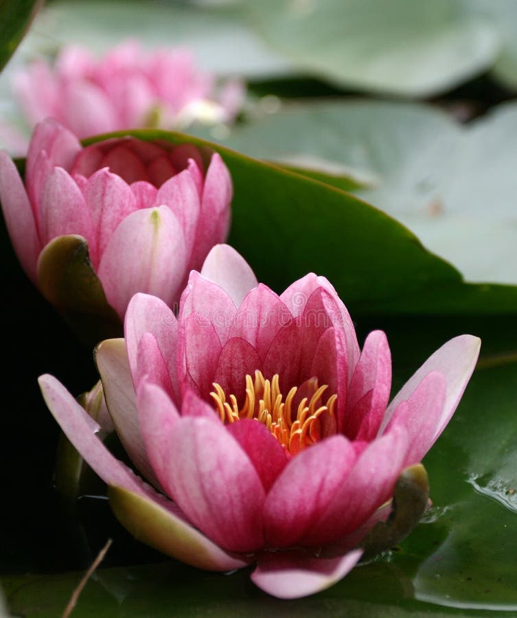 Lotus flower