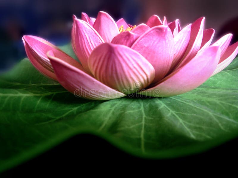 Images Lotus Flower Hd Wallpapers Background Blooming Lotus Flower Neat  Lotus Flower Hd Photography Photo Background Image And Wallpaper for Free  Download
