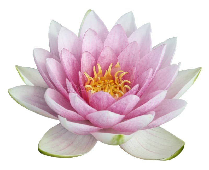 Lotus Stock Photos, Images and Backgrounds for Free Download