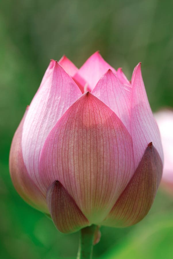 Lotus flower